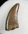 Nanotyrannus Tooth - South Dakota #7776-1